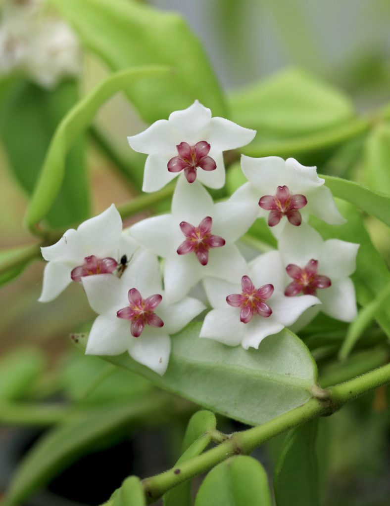 Hoya bella | À repiquer_Karnivores_2 branches