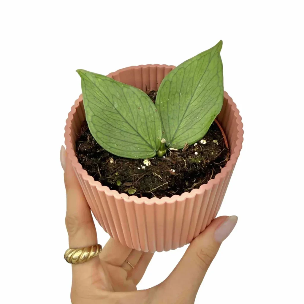 Hoya Polyneura_Plant and Stories_Pot de 6cm