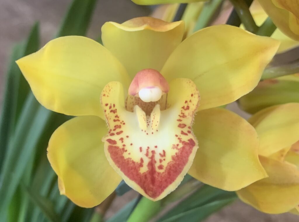 Cymbidium Indian Summer_Les Orchidées de la Belle Etoile Pot de 17cm