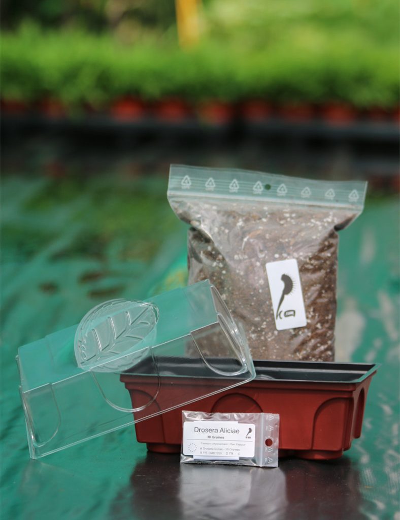 Kit semis Drosera Aliciae – découverte_Karnivores_Mini serre
