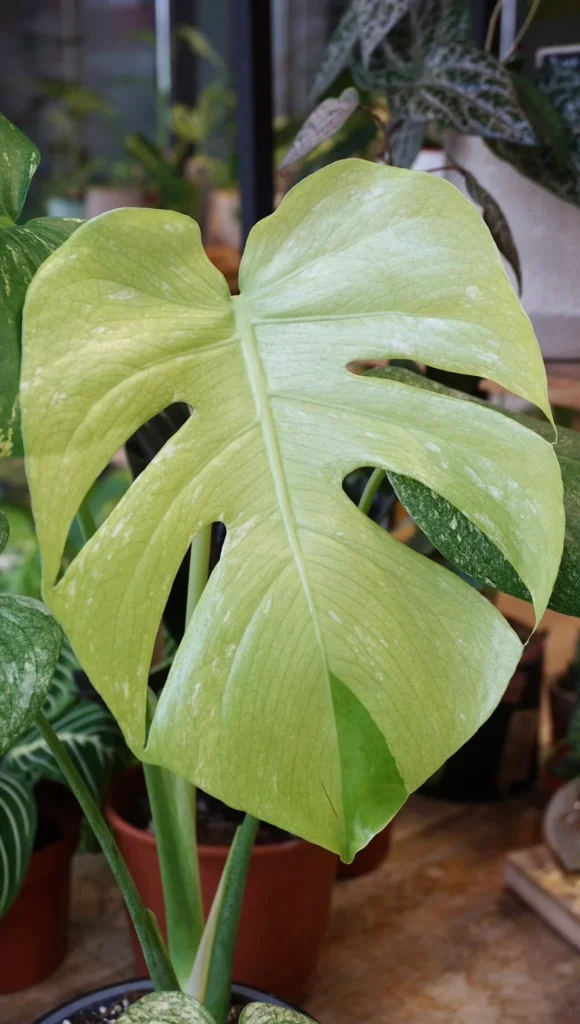 Monstera white monster_Studio Plantes_Pot de 17cm