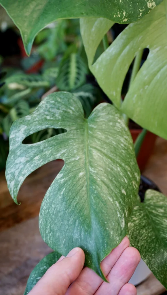 Monstera white monster_Studio Plantes_Pot de 17cm