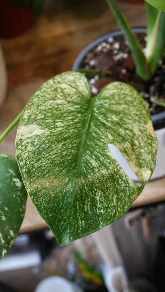 Monstera white monster_Studio Plantes_Pot de 17cm