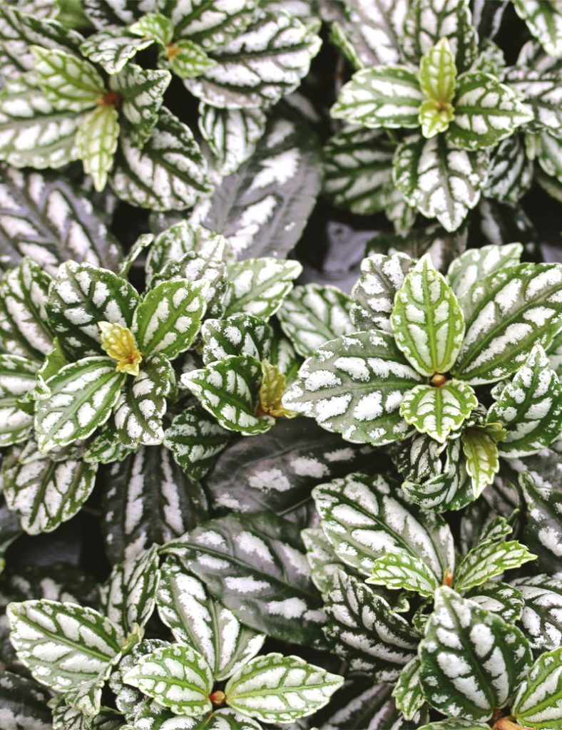Pilea cadierei_Karnivores_Pot de 7cm