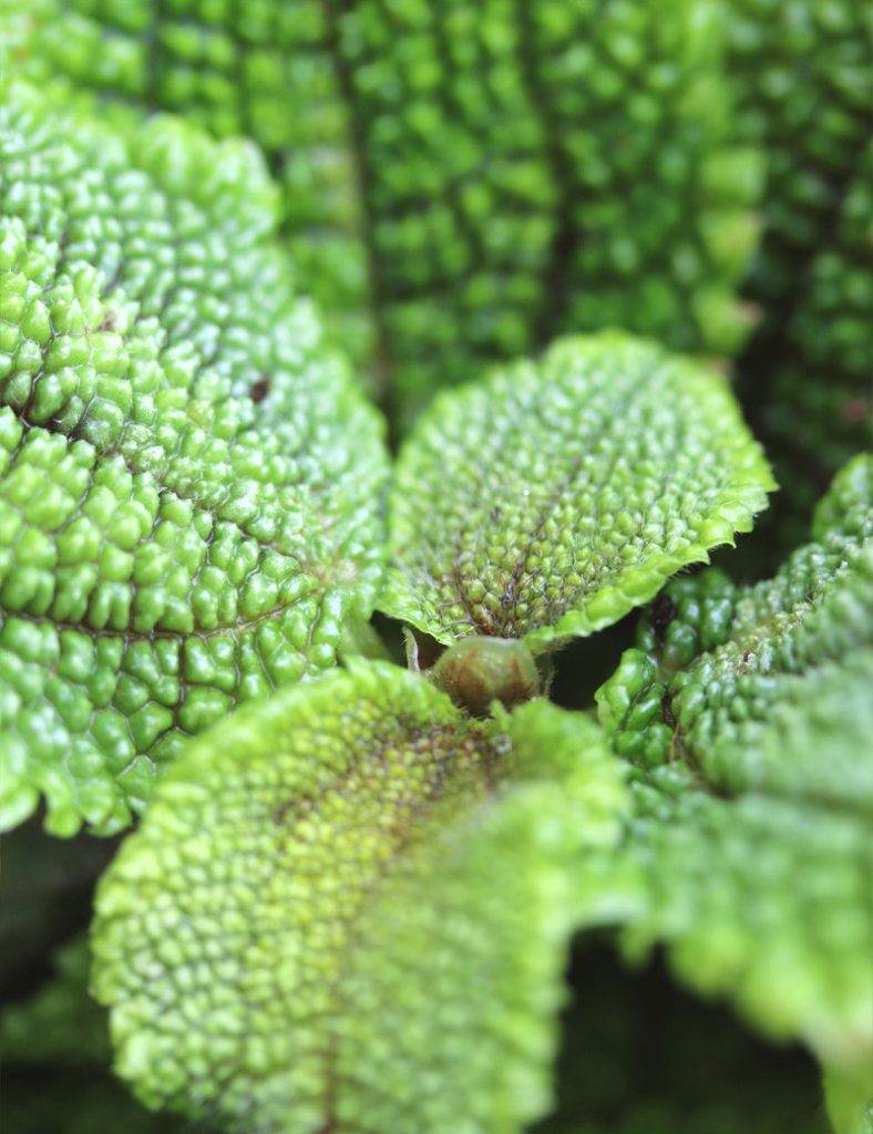Pilea mollis_Karnivores_Pot de 7cm
