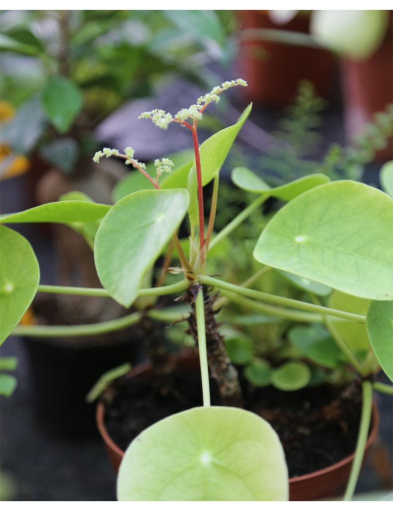 Pilea peperomioides – _Karnivores_Plante de 15 à 20cm