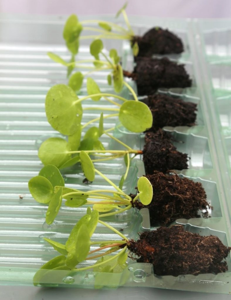Pilea peperomioides – _Karnivores_Plante de 15 à 20cm