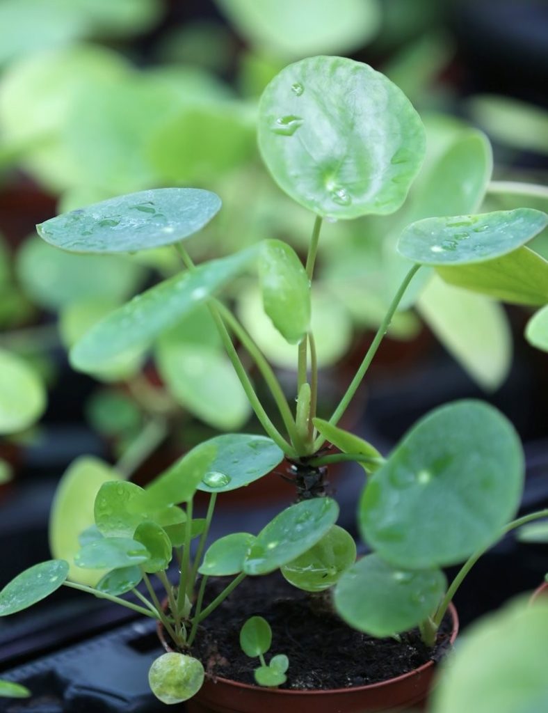 Pilea peperomioides – _Karnivores_Plante de 15 à 20cm