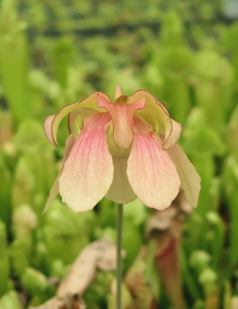 Sarracenia hybride BARBA_Karnivores_Pot de 9cm