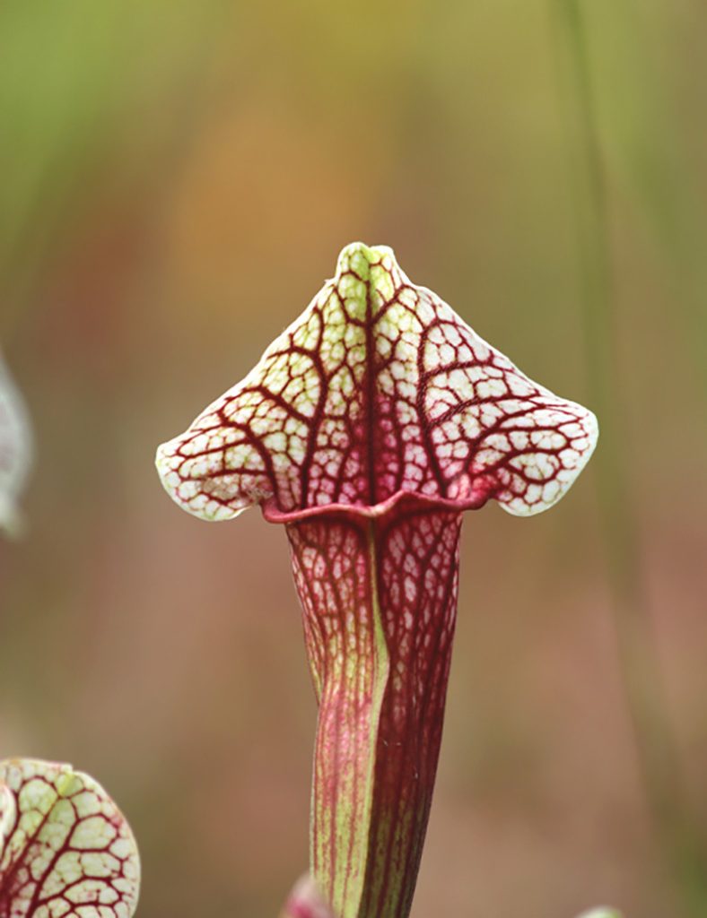 Sarracenia hybride EVA_Karnivores_Pot de 9cm