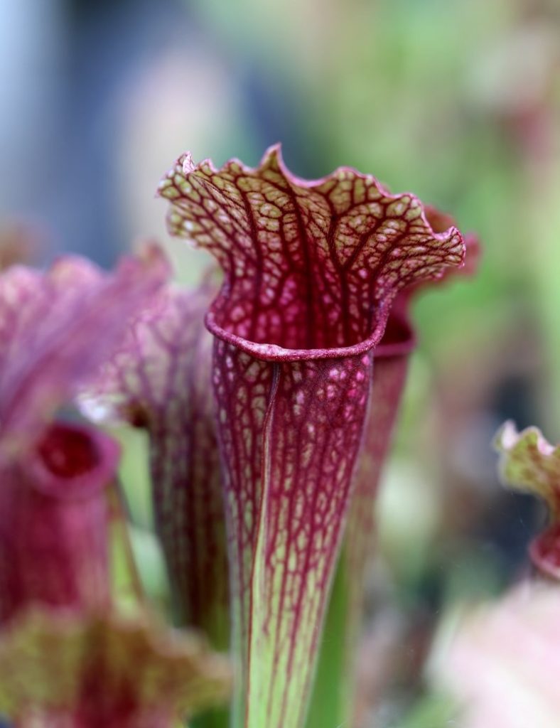 Sarracenia hybride EVA_Karnivores_Pot de 9cm