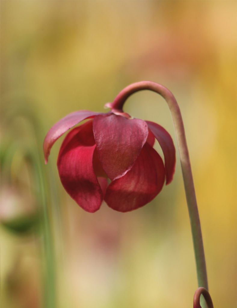 Sarracenia hybride EVA_Karnivores_Pot de 9cm