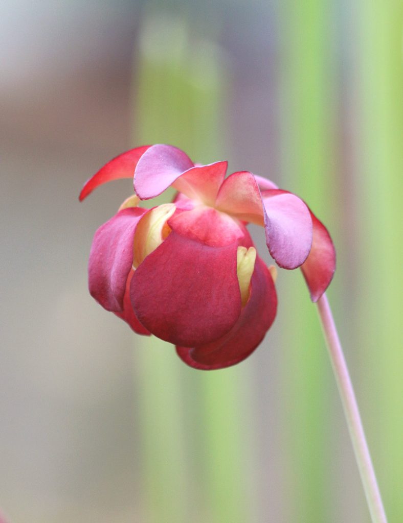 Sarracenia hybride FIONA_Karnivores_Pot de 9cm
