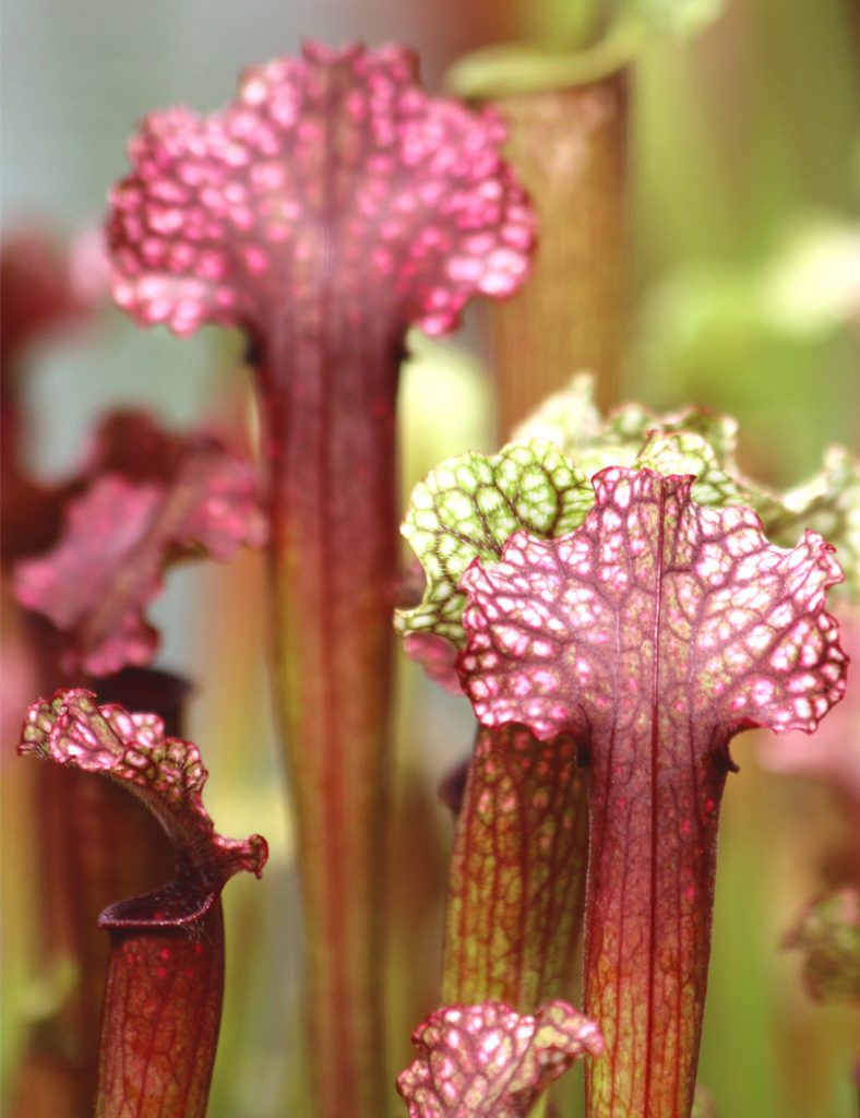 Sarracenia hybride « Judith soper »_Karnivores_Pot de 9cm