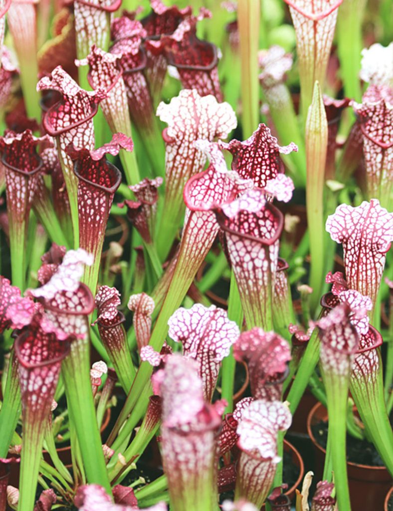 Sarracenia leucophylla &lsquo;hybride&rsquo;_Karnivores_Pot de 9cm