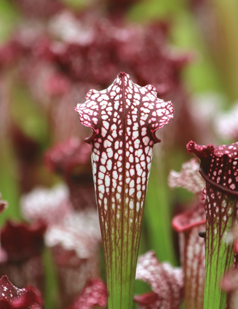 Sarracenia leucophylla &lsquo;hybride&rsquo;_Karnivores_Pot de 9cm