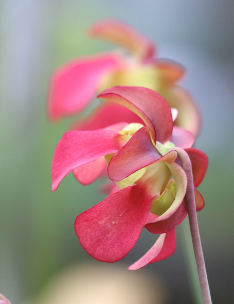 Sarracenia leucophylla &lsquo;hybride&rsquo;_Karnivores_Pot de 9cm