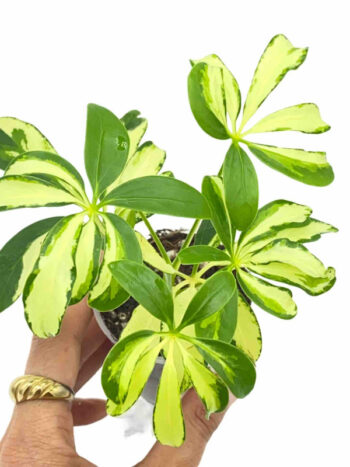 Schefflera Arboricola Variegata plante verte d'intérieur