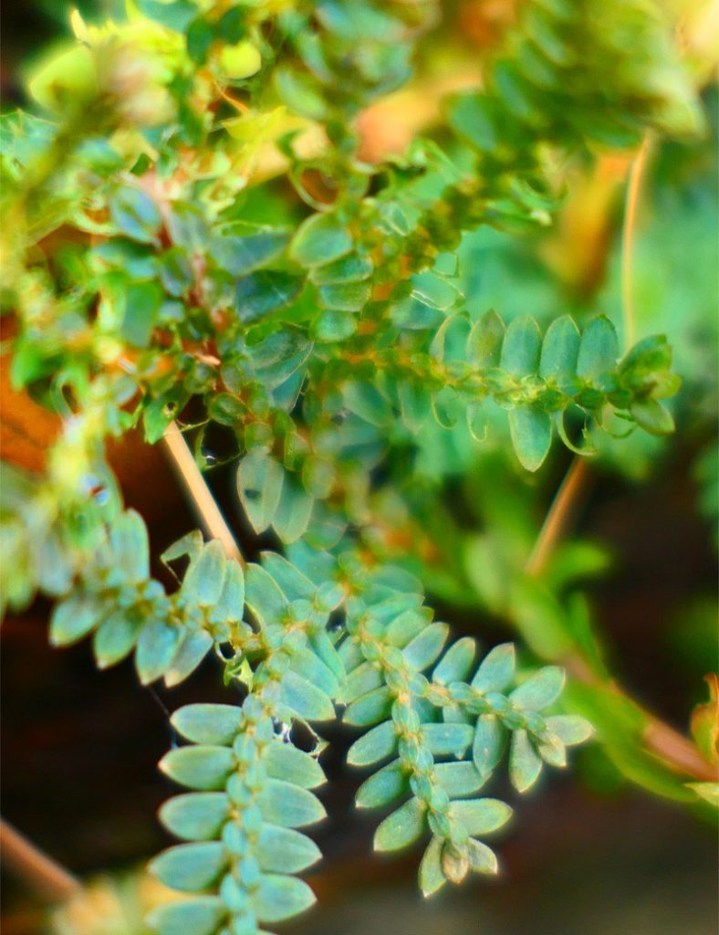 Selaginella uncinata | À repiquer_Karnivores_1 branches