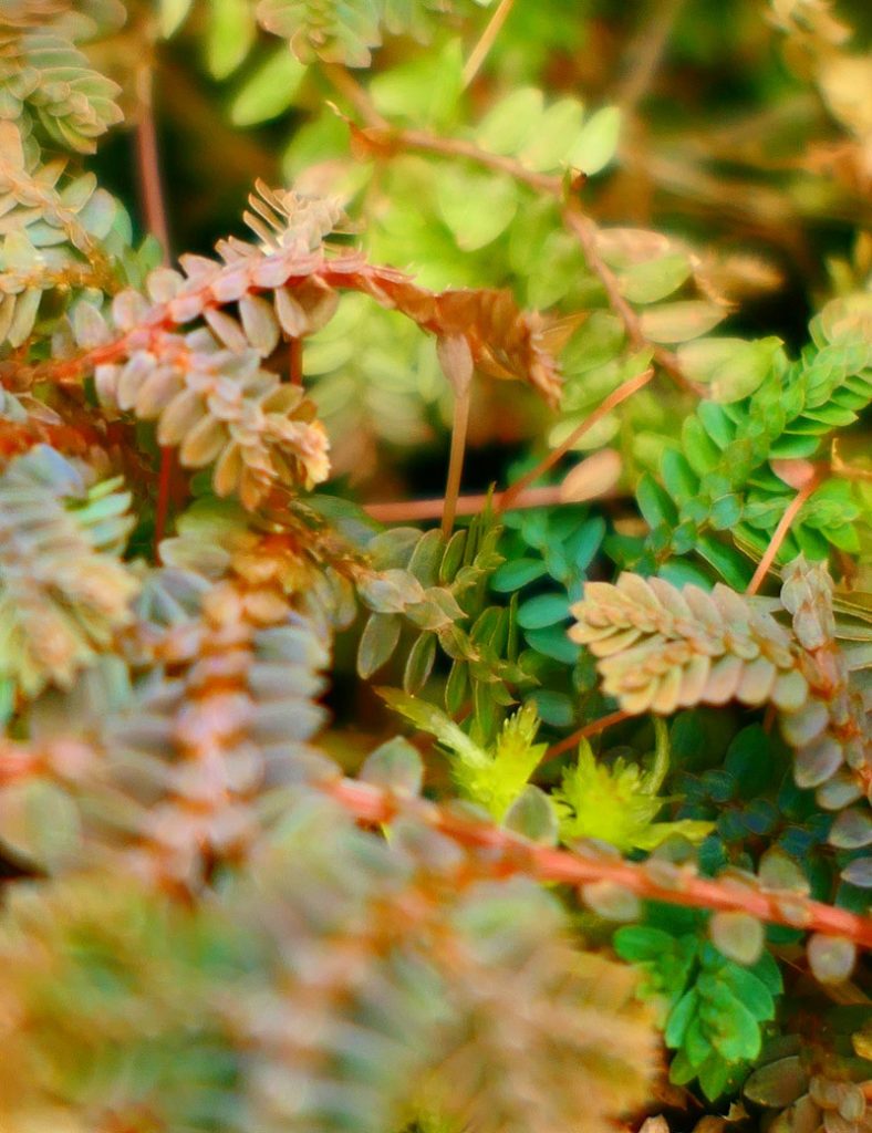 Selaginella uncinata | À repiquer_Karnivores_1 branches