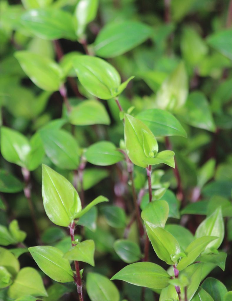 Tradescantia fluminensis | À repiquer _Karnivores_5 branches