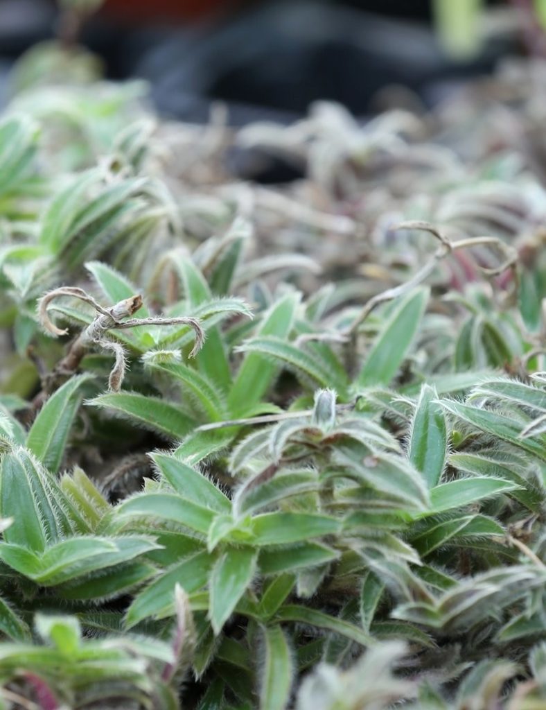 Tradescantia tomentosa | À repiquer_Karnivores_3 branches
