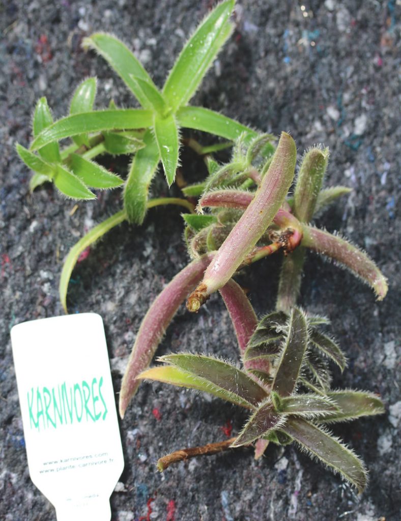 Tradescantia tomentosa | À repiquer_Karnivores_3 branches