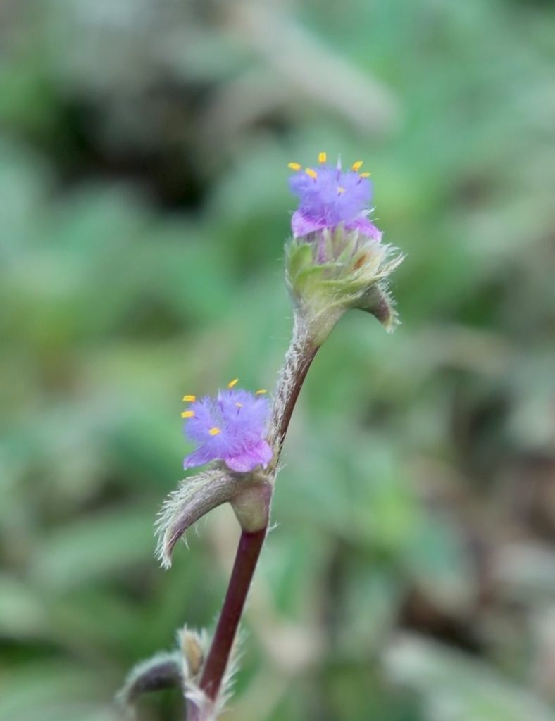 Tradescantia tomentosa | À repiquer_Karnivores_3 branches