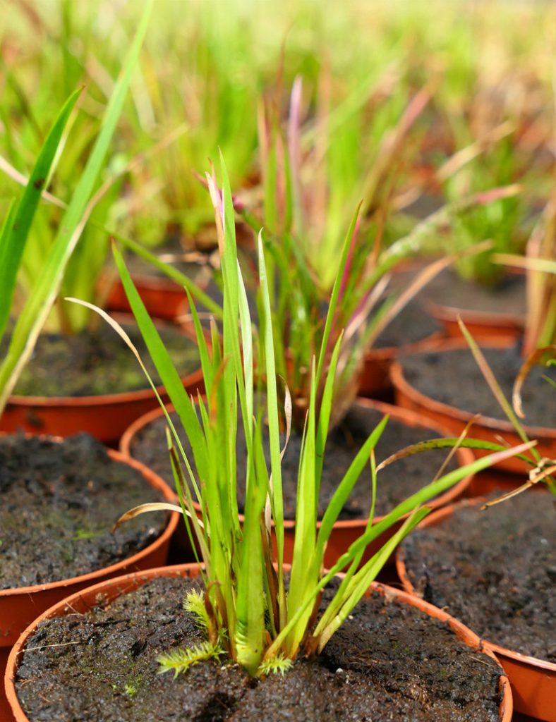 Xyris sp._Karnivores_Pot de 9cm