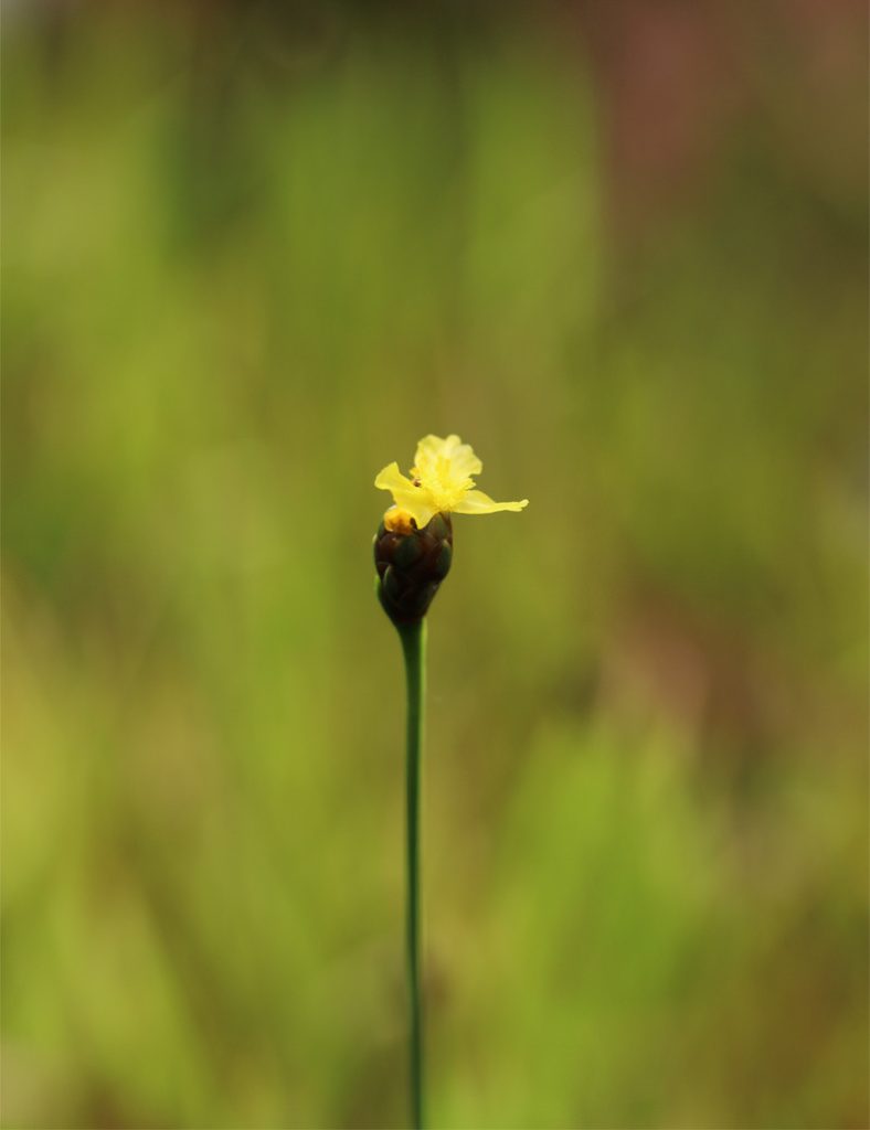 Xyris sp._Karnivores_Pot de 9cm