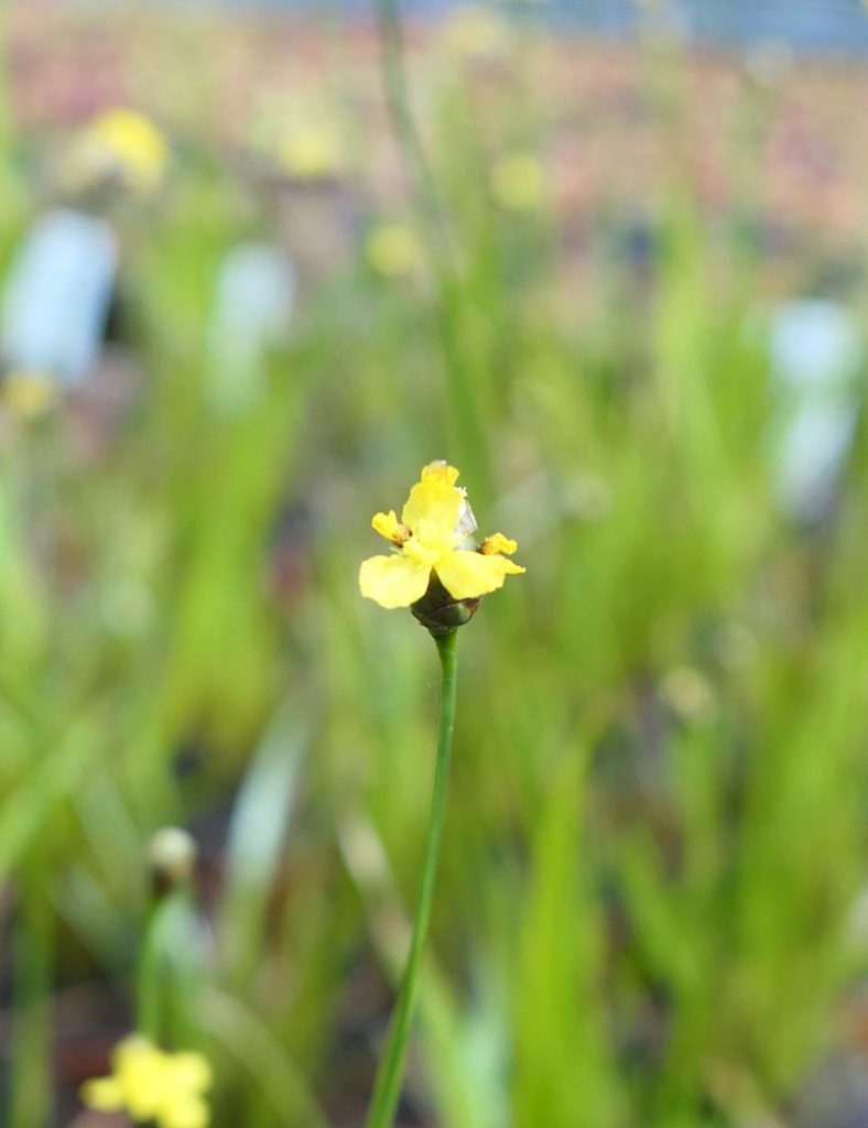 Xyris sp._Karnivores_Pot de 9cm
