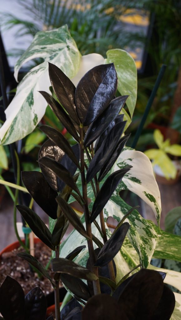 ZZ Raven_Studio Plantes_Pot de 12cm