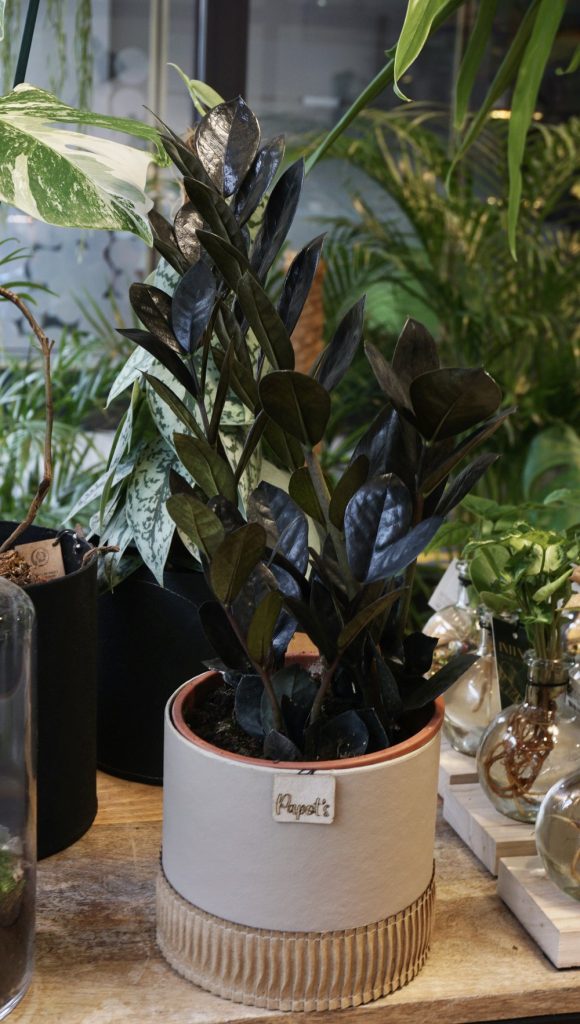 ZZ Raven_Studio Plantes_Pot de 12cm