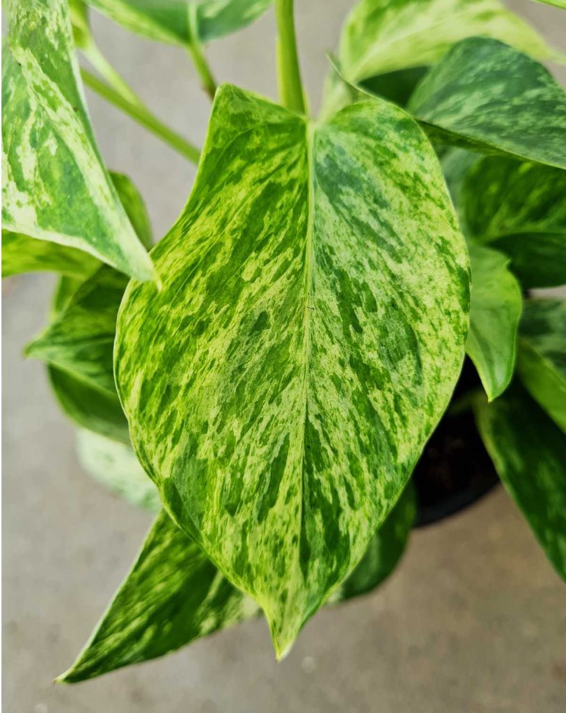Epipremnum aureum &lsquo;Marble Queen&rsquo;_23 Degre_Pot de 12/13cm