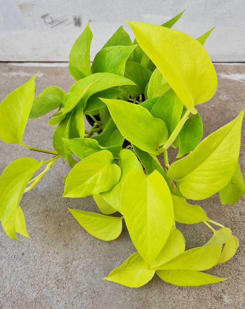 Epipremnum aureum ‘Neon’_23 Degre_Pot de 12/13cm