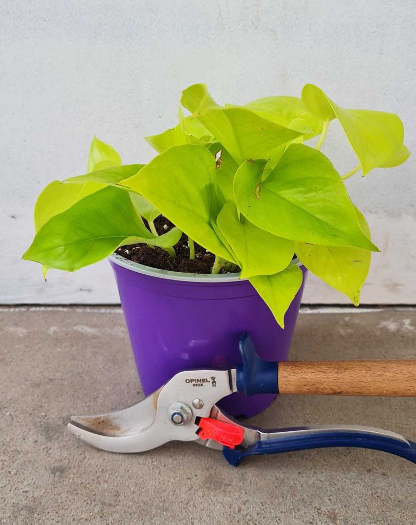 Epipremnum aureum ‘Neon’_23 Degre_Pot de 12/13cm