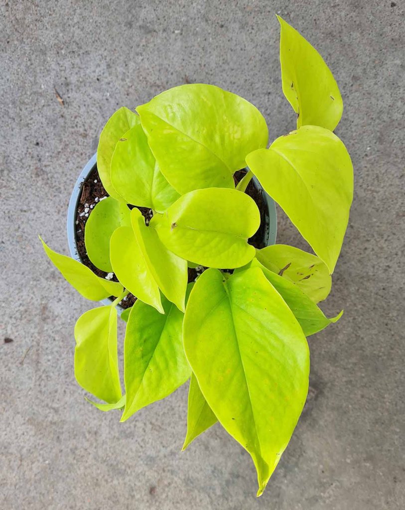 Epipremnum aureum ‘Neon’_23 Degre_Pot de 12/13cm