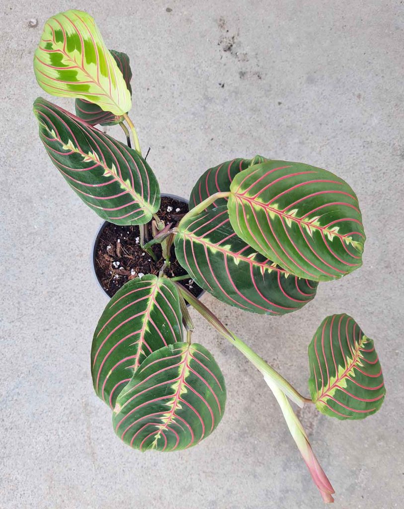 Maranta leuconeura ‘Tricolor’