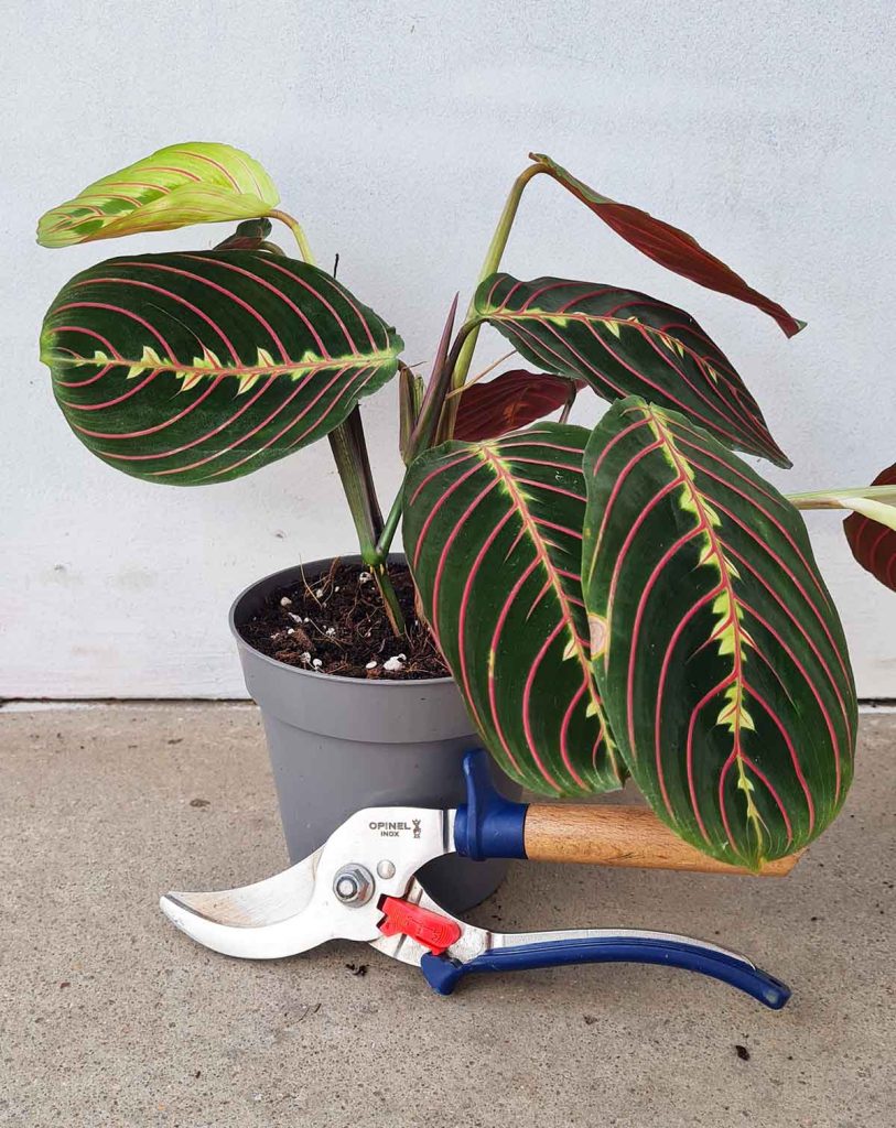 Maranta leuconeura ‘Tricolor’