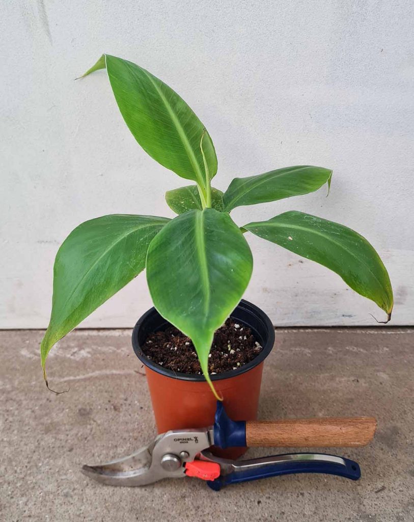 Musa – Bananier d&rsquo;intérieur_23 Degre_Pot de 13/14cm