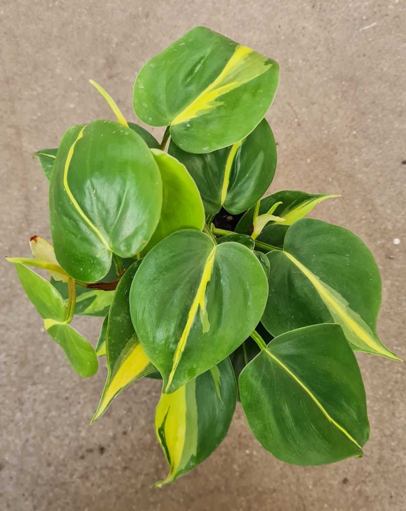 Philodendron scandens &lsquo;Brasil&rsquo;