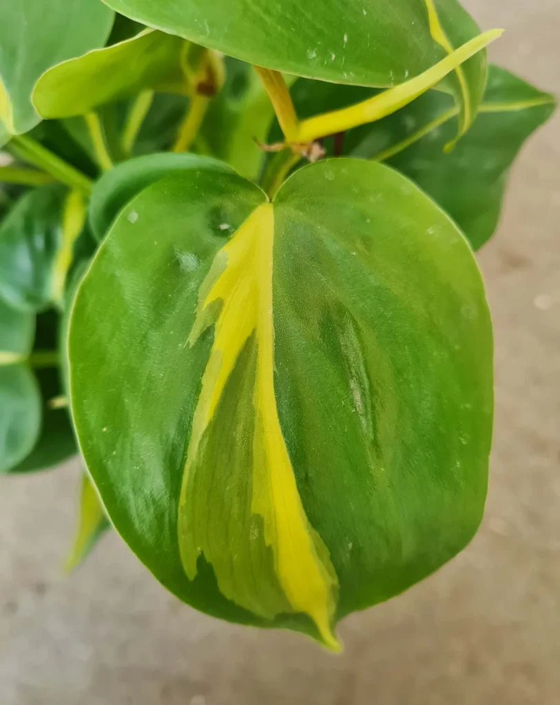 Philodendron scandens &lsquo;Brasil&rsquo;
