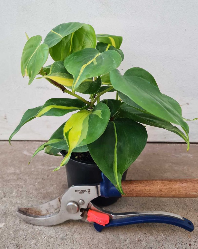 Philodendron scandens &lsquo;Brasil&rsquo;