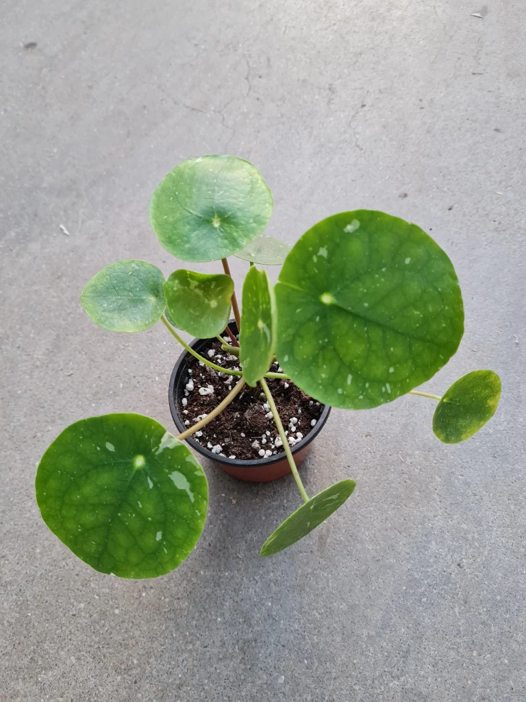 Pilea peperomioides &lsquo;White Splash&rsquo;