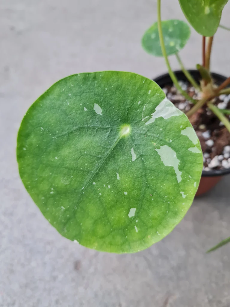 Pilea peperomioides &lsquo;White Splash&rsquo;