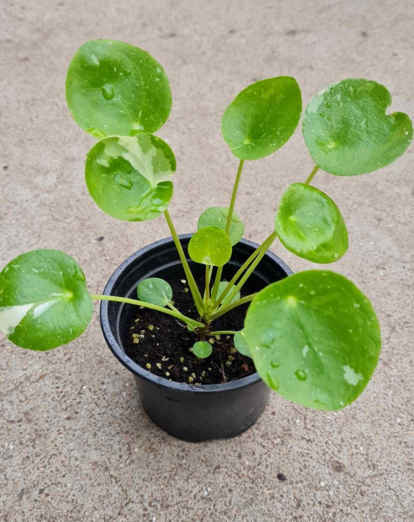 Pilea peperomioides &lsquo;White Splash&rsquo;