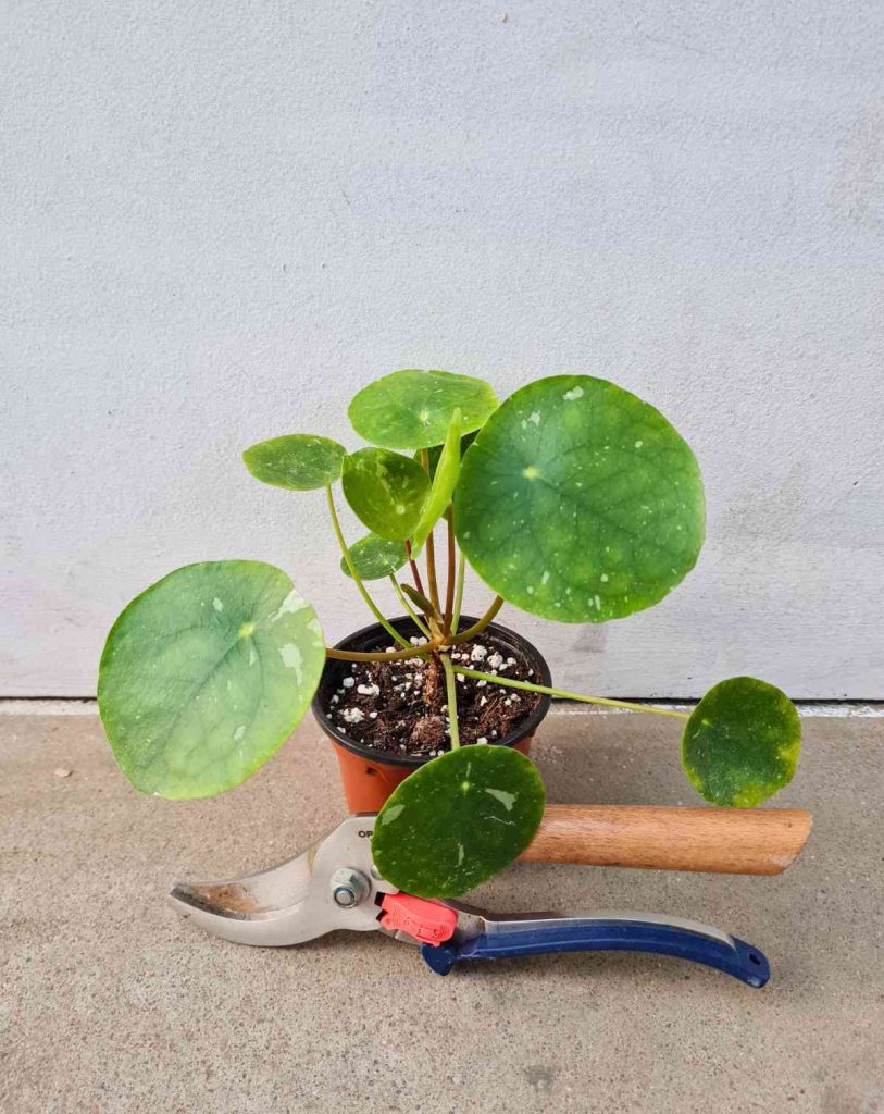 Pilea peperomioides &lsquo;White Splash&rsquo;