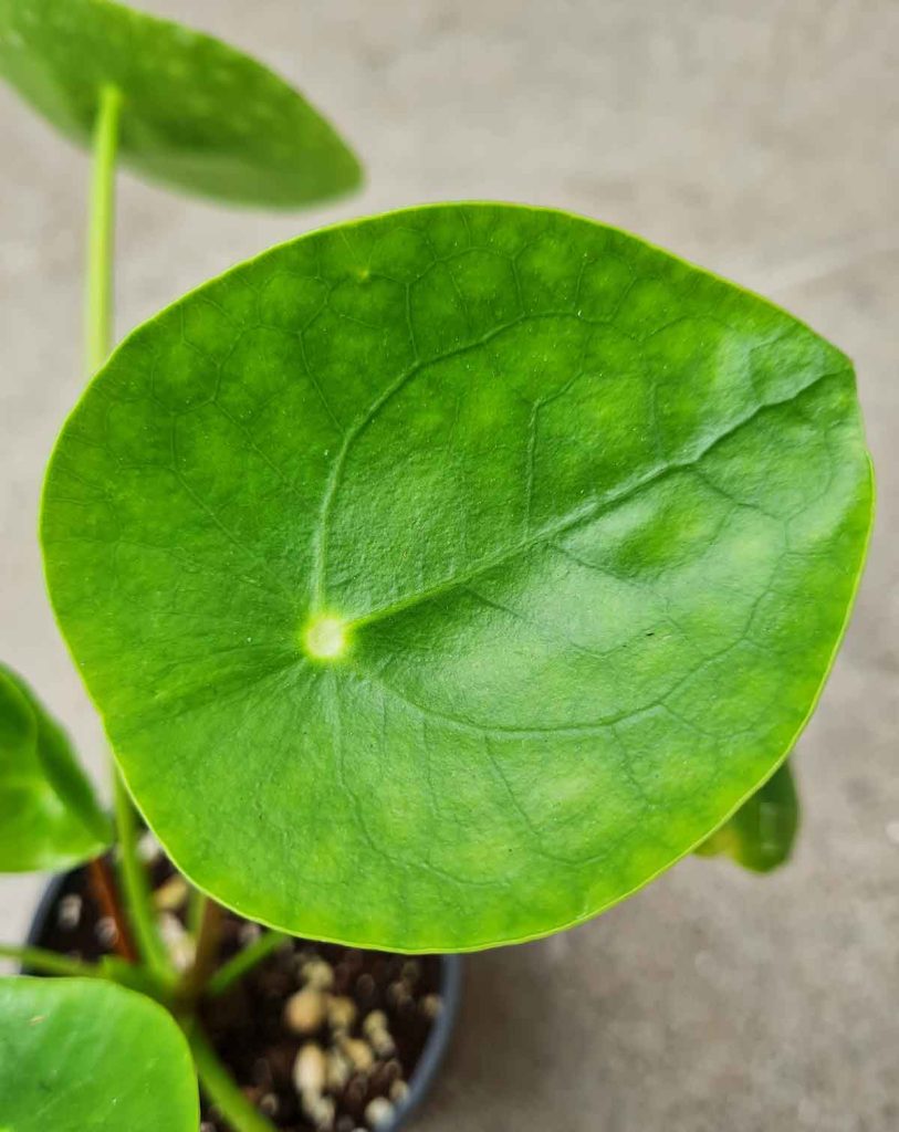 Pilea peperomioides_23 Degre_Pot de 9/11cm
