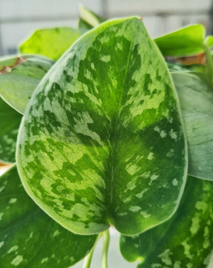 Scindapsus pictus &lsquo;Silvery Ann&rsquo;_23 Degre_Pot de 10cm