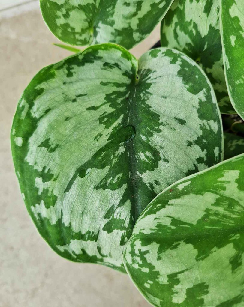 Scindapsus pictus &lsquo;Trebie&rsquo;_23 Degre_Pot de 12cm